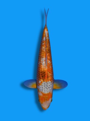 Ginrin Golden Corn | Koi&Co.